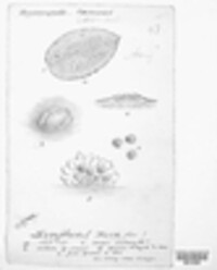 Phragmidium mucronatum image
